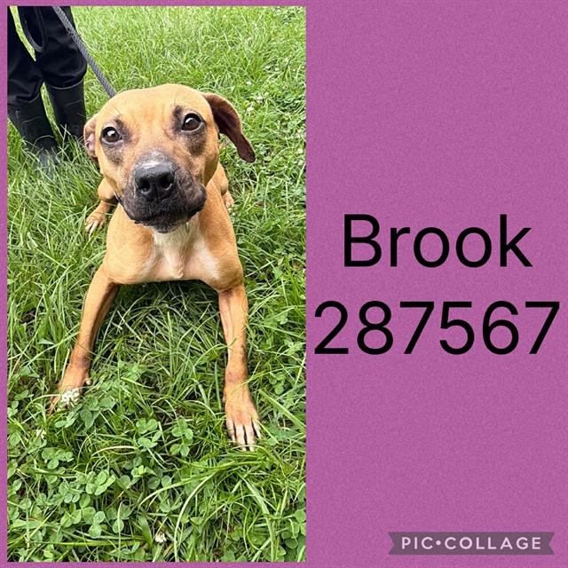 Shelter Stray Female Dog last seen Near BLOCK  BAILEY AVE, 4214 Fulton Mill Rd, Macon, GA 31216, USA