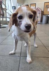 Shelter Stray Female Dog last seen HWY 151 & 410, 4710 TX-151, San Antonio, TX 78227, USA