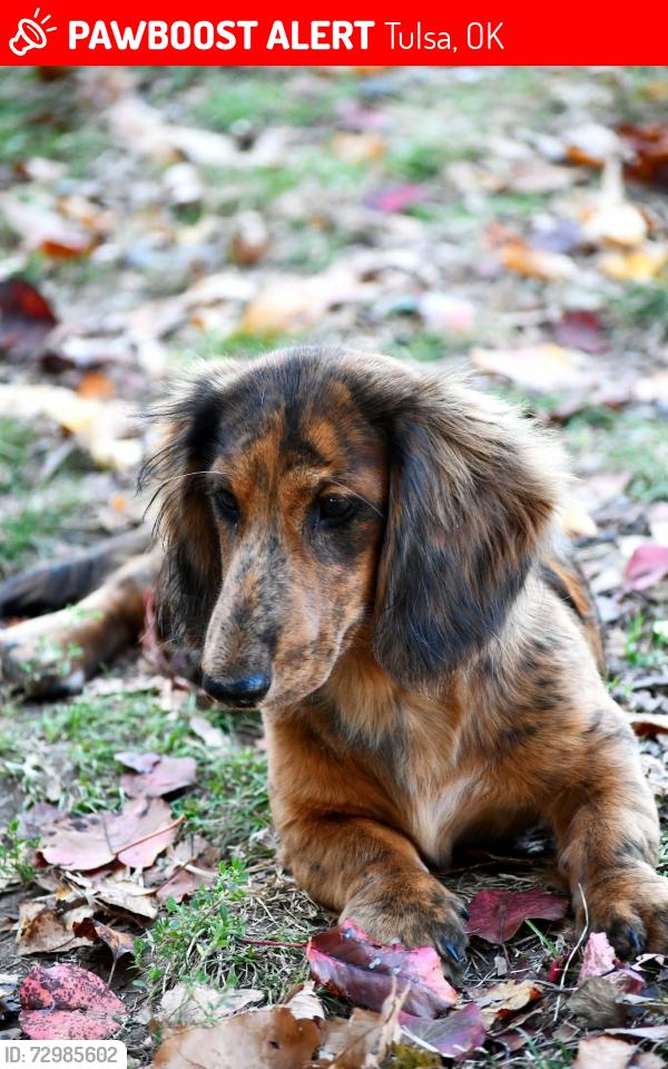 Lost Female Dog last seen Near S 55th West Ave Tulsa Ok 74107, Tulsa, OK 74107