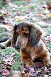 Lost Female Dog last seen Near S 55th West Ave Tulsa Ok 74107, Tulsa, OK 74107