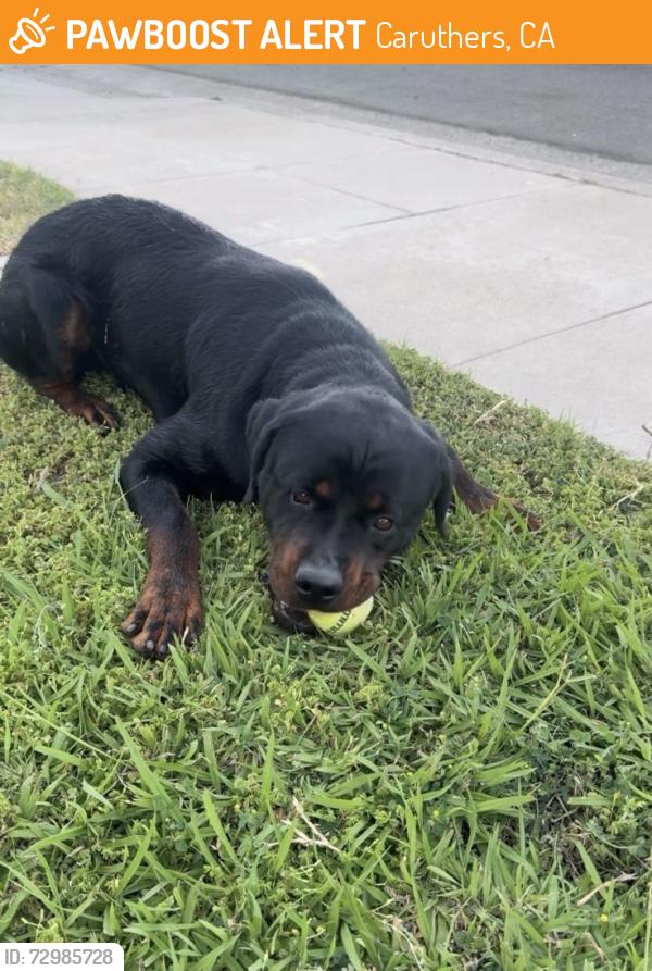 Found/Stray Male Dog last seen Near S Vanderburgh St, Caruthers, CA 93609, Caruthers, CA 93609