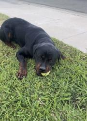 Found/Stray Male Dog last seen Near S Vanderburgh St, Caruthers, CA 93609, Caruthers, CA 93609