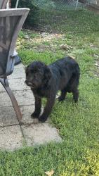 Found/Stray Unknown Dog last seen Wren Ave and Colusa Dr, Fort Worth, TX 76133