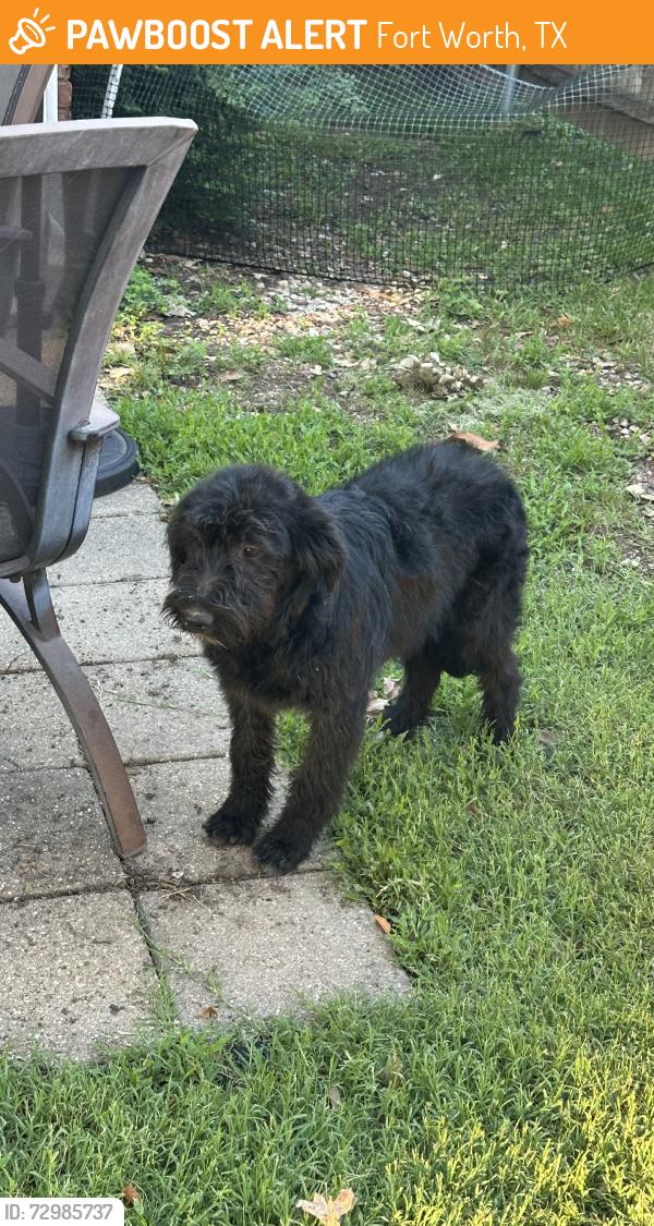 Found/Stray Unknown Dog last seen Wren Ave and Colusa Dr, Fort Worth, TX 76133
