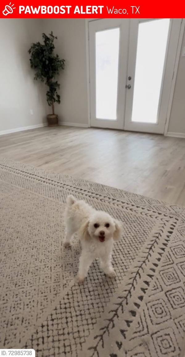 Lost Male Dog last seen Bent tree place, Waco, TX 76712