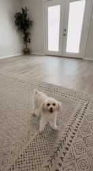 Lost Male Dog last seen Bent tree place, Waco, TX 76712