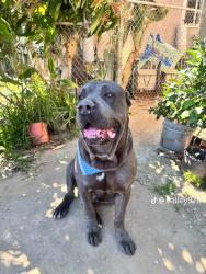 Lost Male Dog last seen Male, Los Angeles, CA 90011