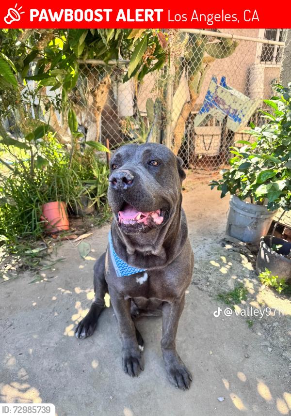 Lost Male Dog last seen Male, Los Angeles, CA 90011