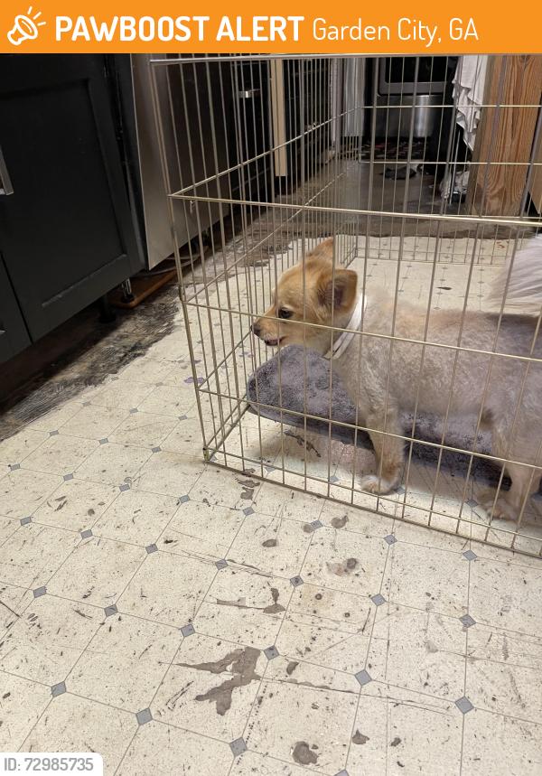 Found/Stray Male Dog last seen Highway 21, Garden City, GA 31408
