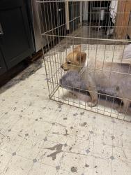 Found/Stray Male Dog last seen Highway 21, Garden City, GA 31408