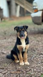 Lost Female Dog last seen Bob mann rd, Maysville, GA 30558
