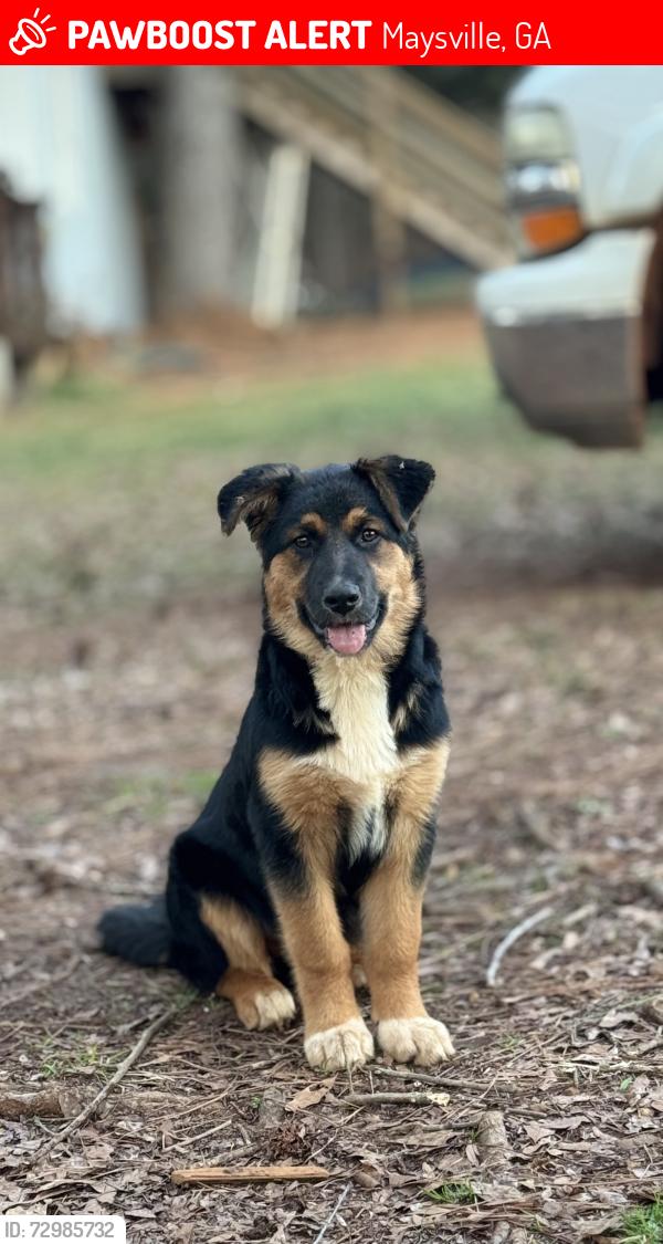 Lost Female Dog last seen Bob mann rd, Maysville, GA 30558