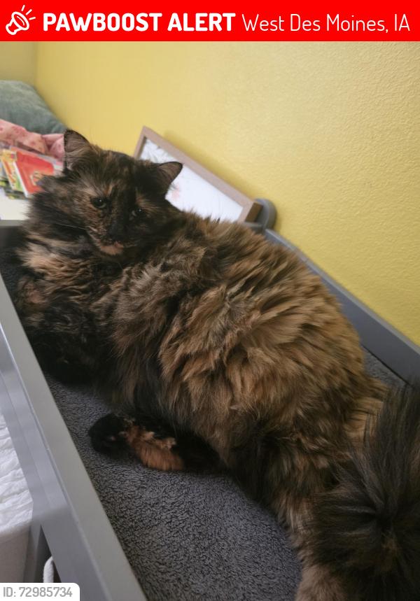 Lost Female Cat last seen SE Creekhill Way, West Des Moines, IA 50061