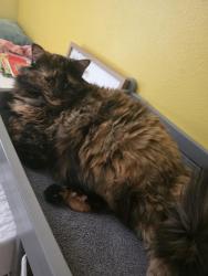 Lost Female Cat last seen SE Creekhill Way, West Des Moines, IA 50061