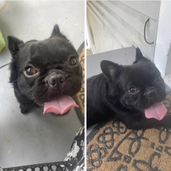 Found/Stray Male Dog last seen Edgewood, Columbus, GA 31907