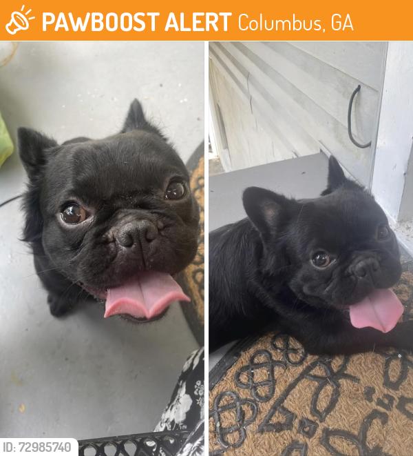 Found/Stray Male Dog last seen Edgewood, Columbus, GA 31907