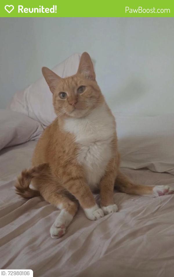 Reunited Male Cat last seen Near Greenwich Ave, Chattanooga, TN 37415, USA, Chattanooga, TN 37415