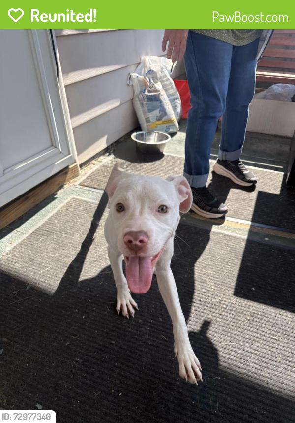 Reunited Female Dog last seen Route 5, Lackawanna, NY 14218