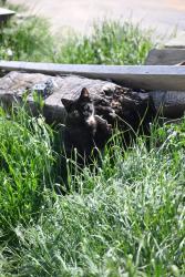 Lost Female Cat last seen Near Edison Road Marsing Idaho , Marsing, ID 83639