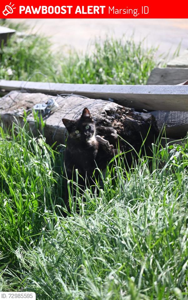 Lost Female Cat last seen Near Edison Road Marsing Idaho , Marsing, ID 83639