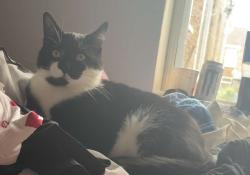 Lost Male Cat last seen welholme road, grimsby, near the sainsburys, North East Lincolnshire, England 