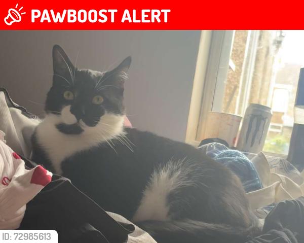 Lost Male Cat last seen welholme road, grimsby, near the sainsburys, North East Lincolnshire, England 