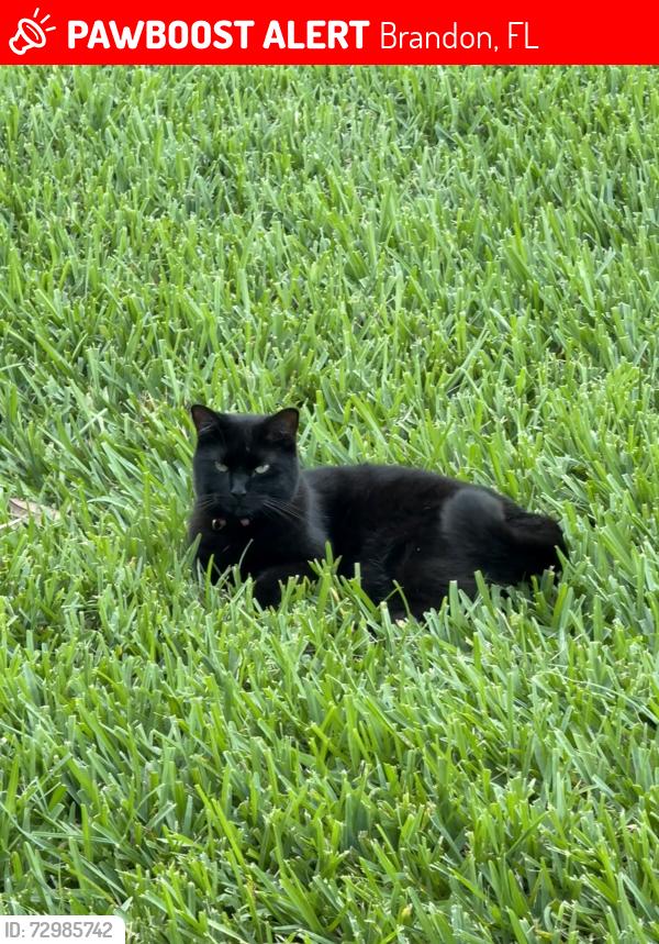 Lost Female Cat last seen Near Oak Regency Lane, Brandon, FL 33511