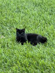 Lost Female Cat last seen Near Oak Regency Lane, Brandon, FL 33511