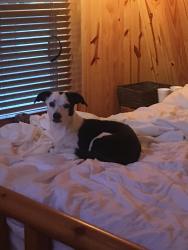 Lost Female Dog last seen Shelby rd, Fort Worth, TX 76140