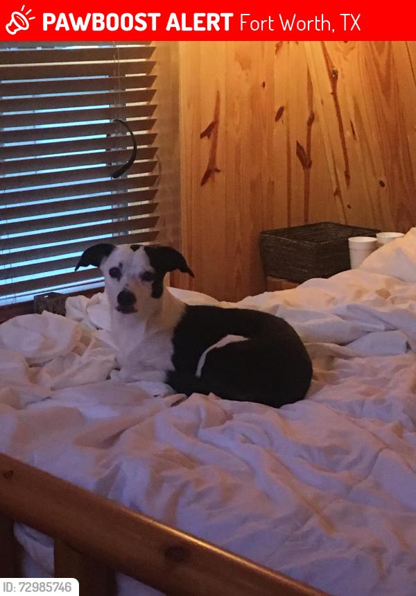 Lost Female Dog last seen Shelby rd, Fort Worth, TX 76140