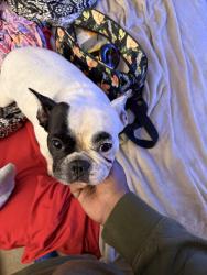 Lost Female Dog last seen Brady hill manslick, Memphis, TN 38018