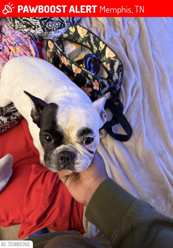 Lost Female Dog last seen Brady hill manslick, Memphis, TN 38018