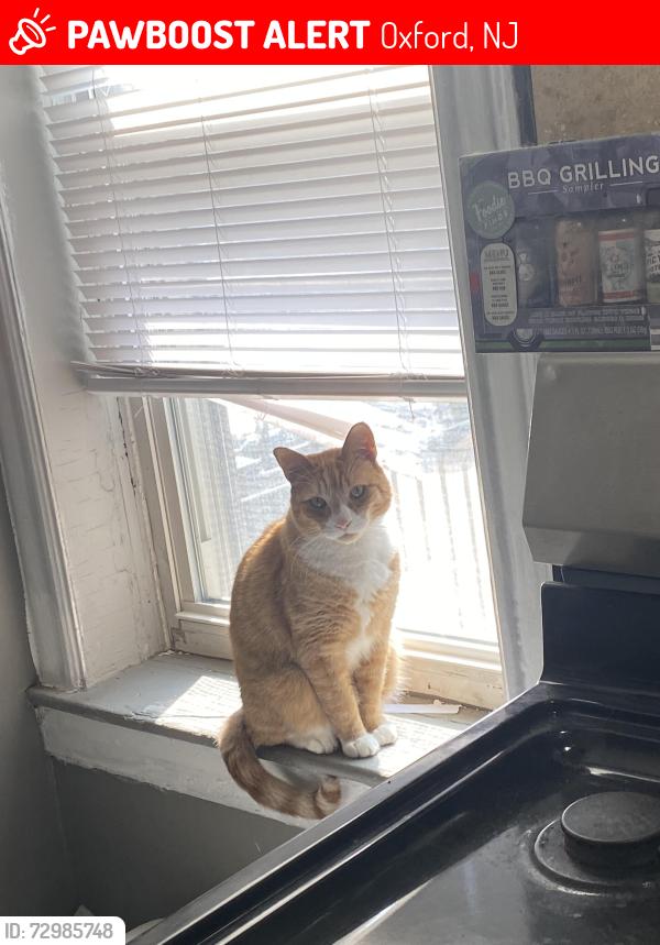 Lost Male Cat last seen Orams lane , Oxford, NJ 07863