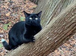 Lost Male Cat last seen Near Duoro 2nd Line, Indian River, Indian River, ON K0L 2B0
