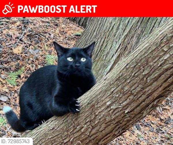 Lost Male Cat last seen Near Duoro 2nd Line, Indian River, Indian River, ON K0L 2B0