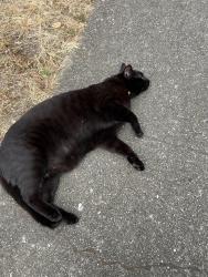 Found/Stray Unknown Cat last seen 38th ave/Moraga, San Francisco, CA 94122