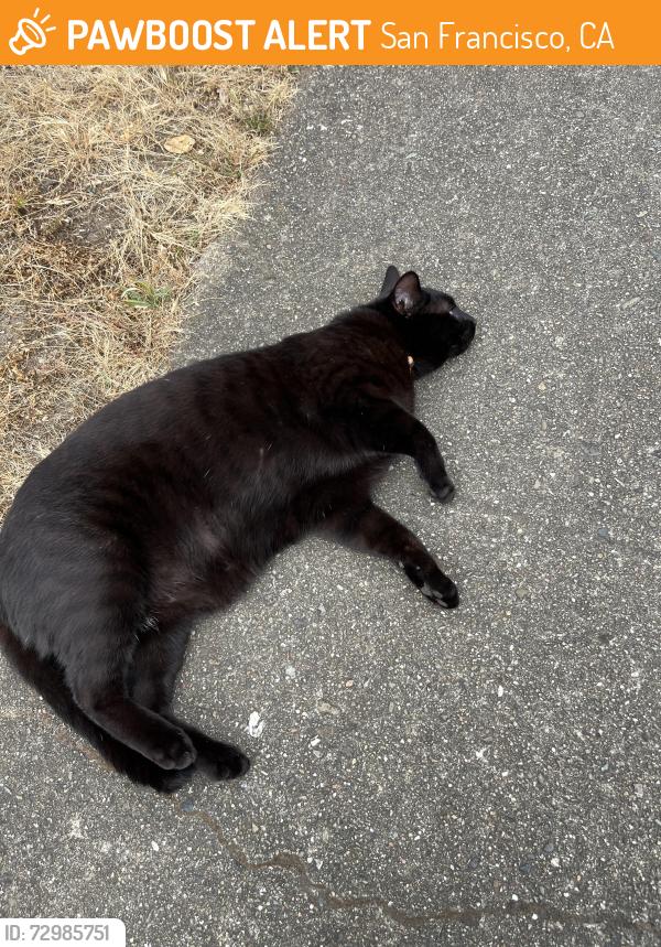 Found/Stray Unknown Cat last seen 38th ave/Moraga, San Francisco, CA 94122