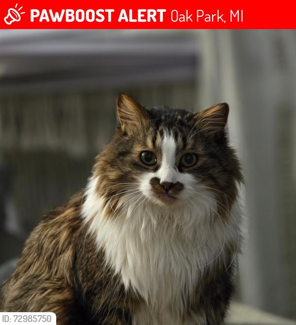 Lost Male Cat last seen Rensselaer St. And scotia, Oak Park, MI 48237