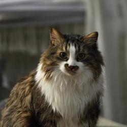 Lost Male Cat last seen Rensselaer St. And scotia, Oak Park, MI 48237