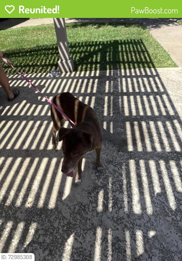 Reunited Female Dog last seen Old Denton rd, Carrollton, TX 75010