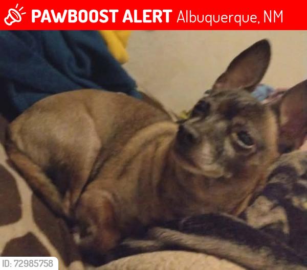 Lost Male Dog last seen Central, Albuquerque, NM 87105