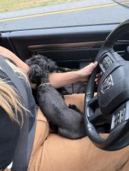Found/Stray Female Dog last seen Found in median on 485, Charlotte, NC 28262