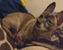 Lost Male Dog last seen Central, Albuquerque, NM 87105