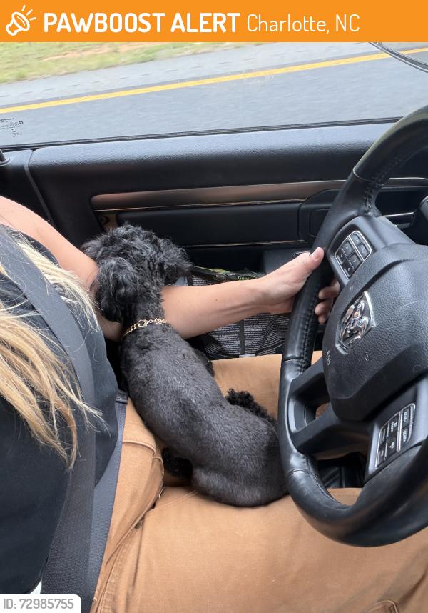 Found/Stray Female Dog last seen Found in median on 485, Charlotte, NC 28262