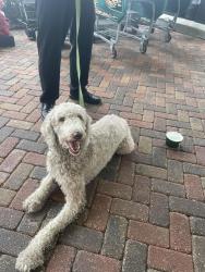 Found/Stray Male Dog last seen Argyle forest blvd/ oakleaf village parkway , Jacksonville, FL 32222