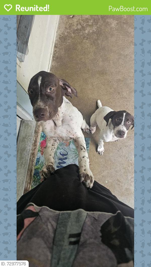 Reunited Unknown Dog last seen Near the Golf course, Fort Worth, TX 76137