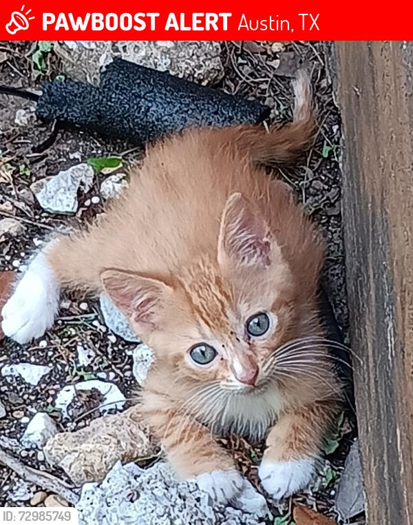 Lost Male Cat last seen Dovewood Dr and Dovehill Dr , Austin, TX 78744