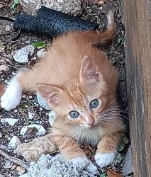 Lost Male Cat last seen Dovewood Dr and Dovehill Dr , Austin, TX 78744