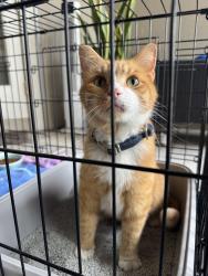 Found/Stray Male Cat last seen Waterchase community off of Race Track Road 33626, Tampa, FL 33626
