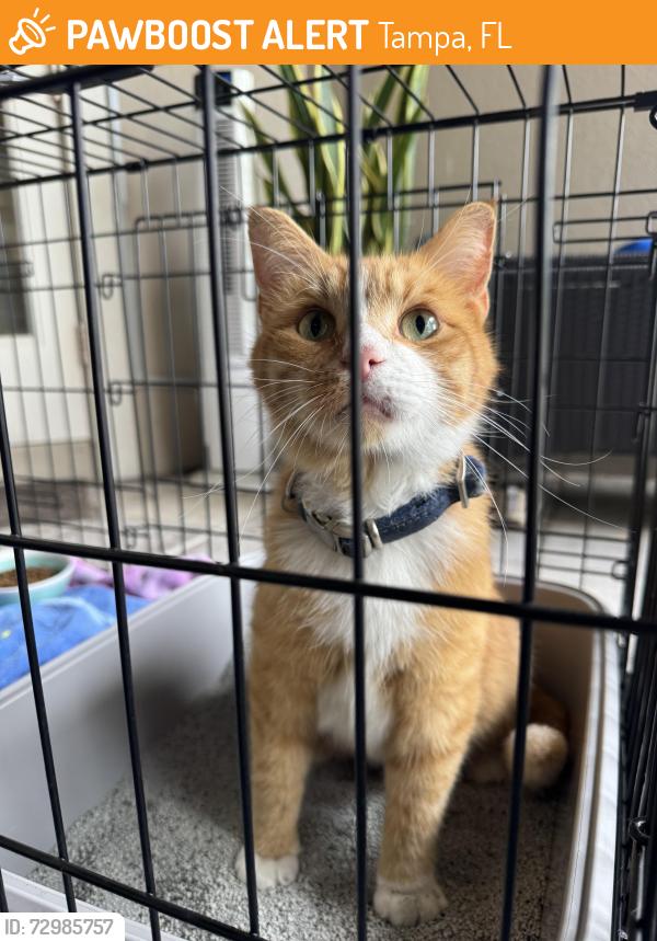 Found/Stray Male Cat last seen Waterchase community off of Race Track Road 33626, Tampa, FL 33626